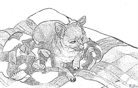 chihuahua Printable Coloring Nplooj Ntawv